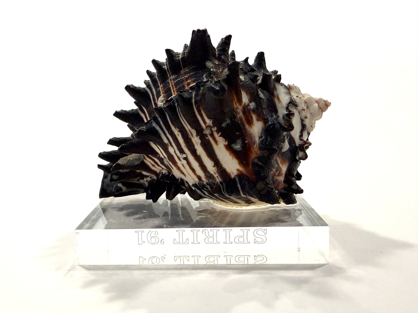 Spirit 91 Seashell Nautical Lucite Stand Statue