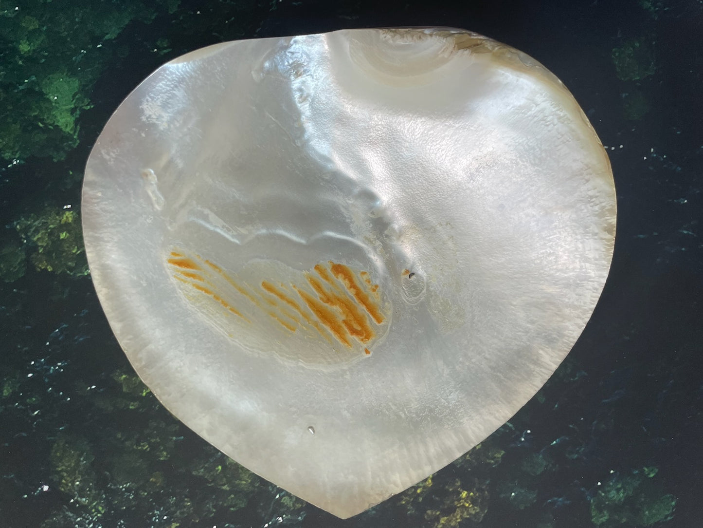 Miniature Equestrian Abalone Shell Signed Mehrdad Irajpoor