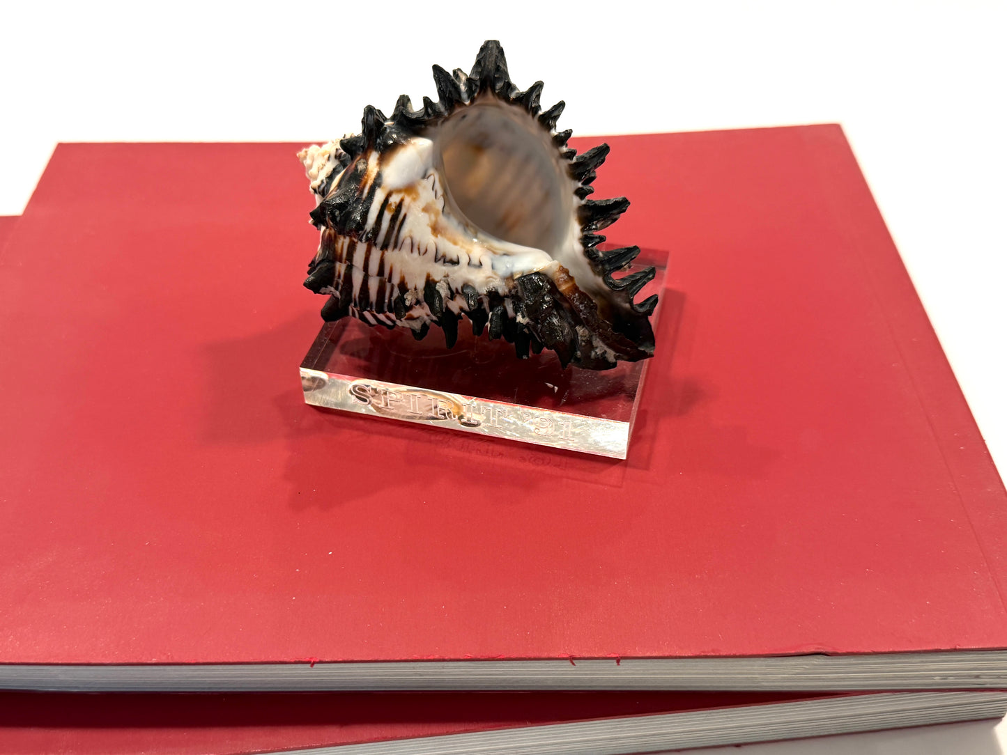 Spirit 91 Seashell Nautical Lucite Stand Statue