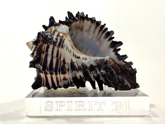 Spirit 91 Seashell Nautical Lucite Stand Statue