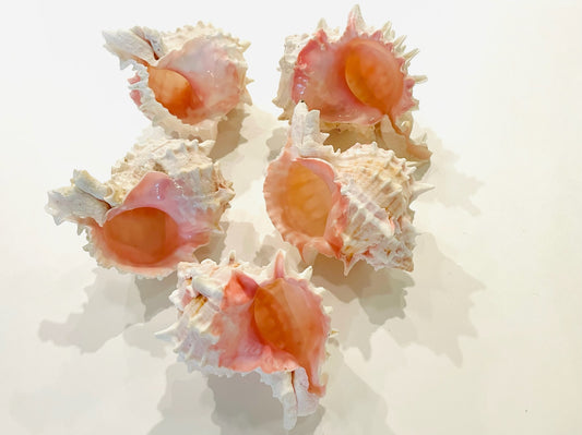 A collection of five white and pink seashells with natural roughness and spikes, displayed on a surface.