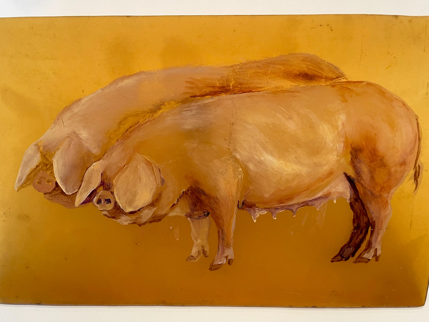 Two pigs on a yellow background