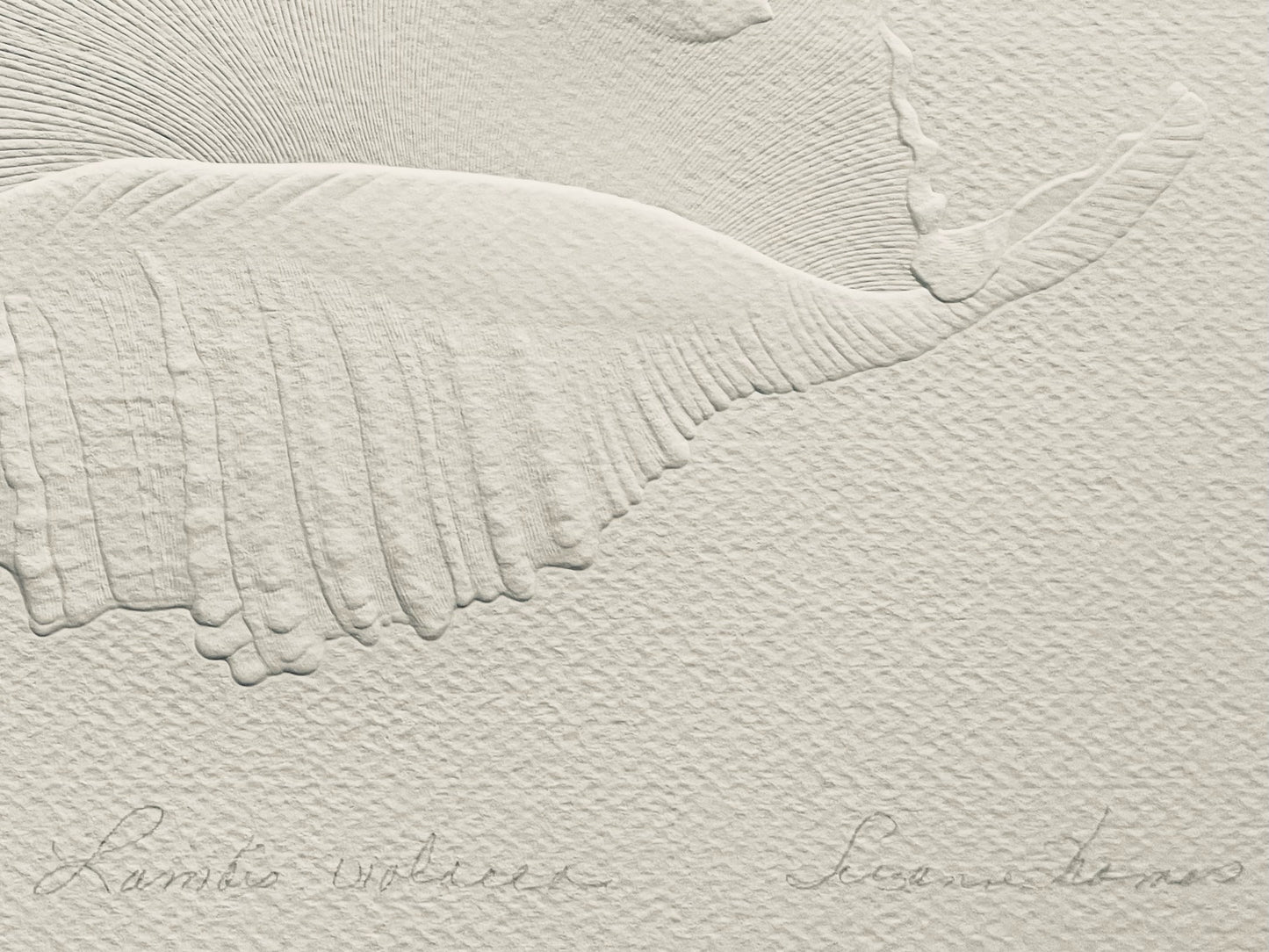 Close-up of a textured surface with a signature at the bottom