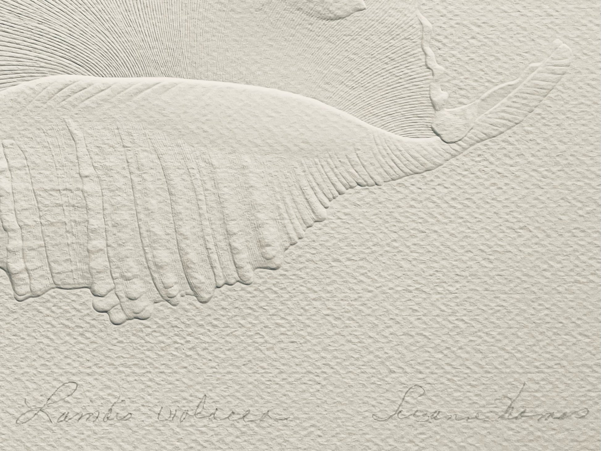 Close-up of a textured surface with a signature at the bottom