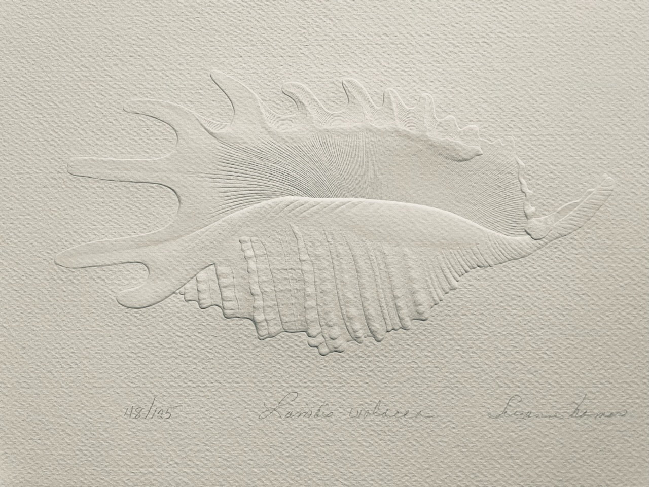 Bas Relief Paper Sculpting White on White Seashell Design Art