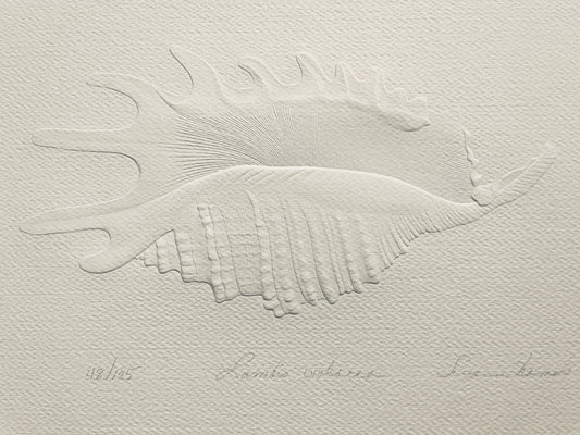 Bas Relief Paper Sculpting White on White Seashell Design Art