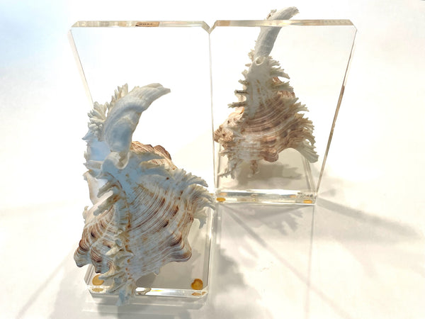 Decorative Nautical Minimalist Acrylic Seashell Bookends