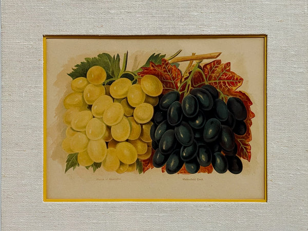 Still Life Urban Vintage Illustrations Scripted Titled Pair Baumforth's Seeding