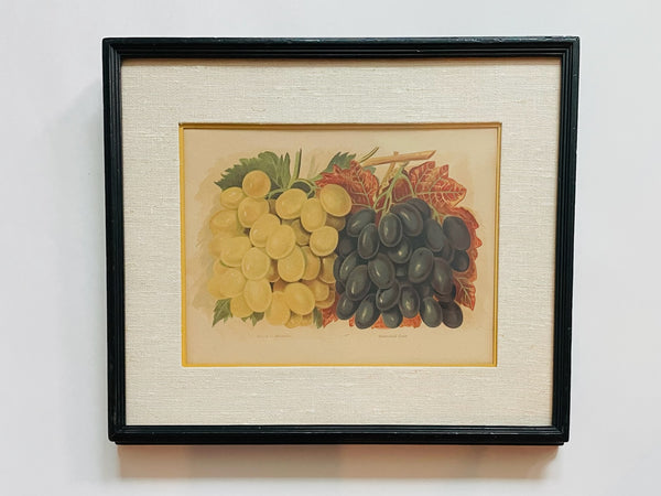 Still Life Urban Vintage Illustrations Scripted Titled Pair Baumforth's Seeding