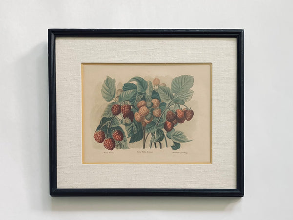 Still Life Urban Vintage Illustrations Scripted Titled Pair Baumforth's Seeding