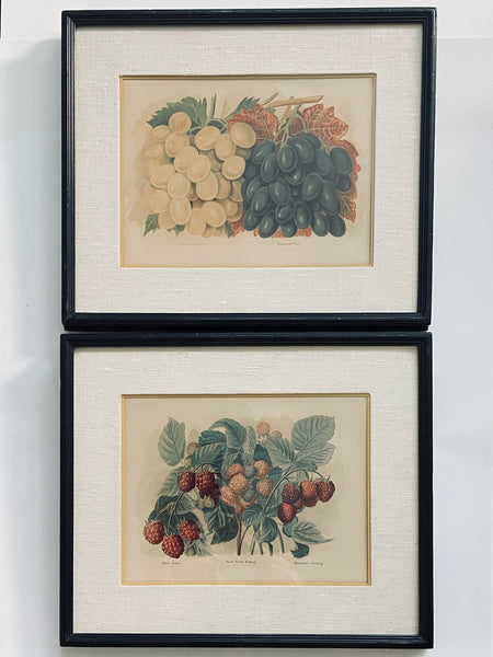Still Life Urban Vintage Illustrations Scripted Titled Pair Baumforth's Seeding