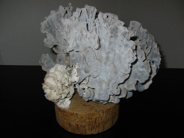Nautical Sea Coral On Cork Stand Folk Art Sculpture