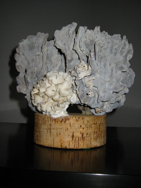 Nautical Sea Coral On Cork Stand Folk Art Sculpture