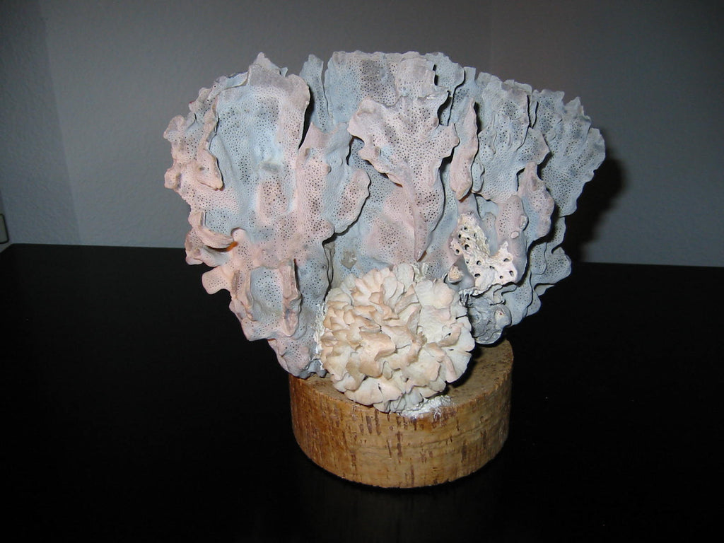 Coral Sculpture Oceanic Art On Cork Stand - Designer Unique Finds 