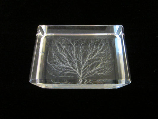 Lucite Paperweight White Tree Encased 