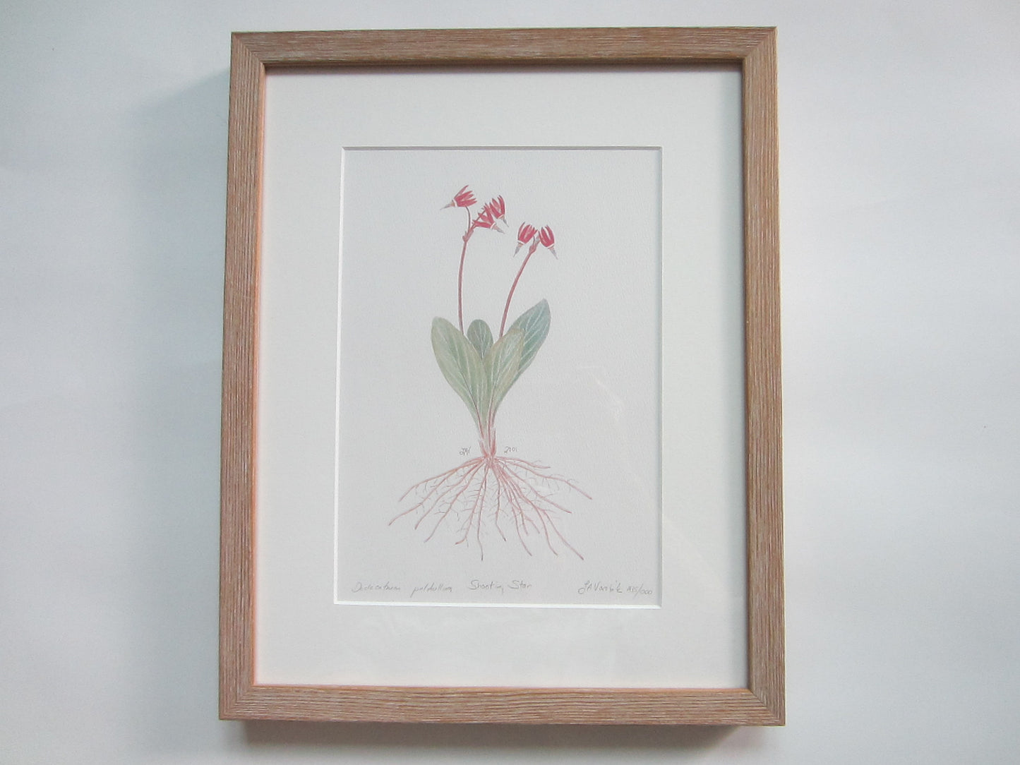 Still Life Botanical Illustration The Shooting Star Decorative Art