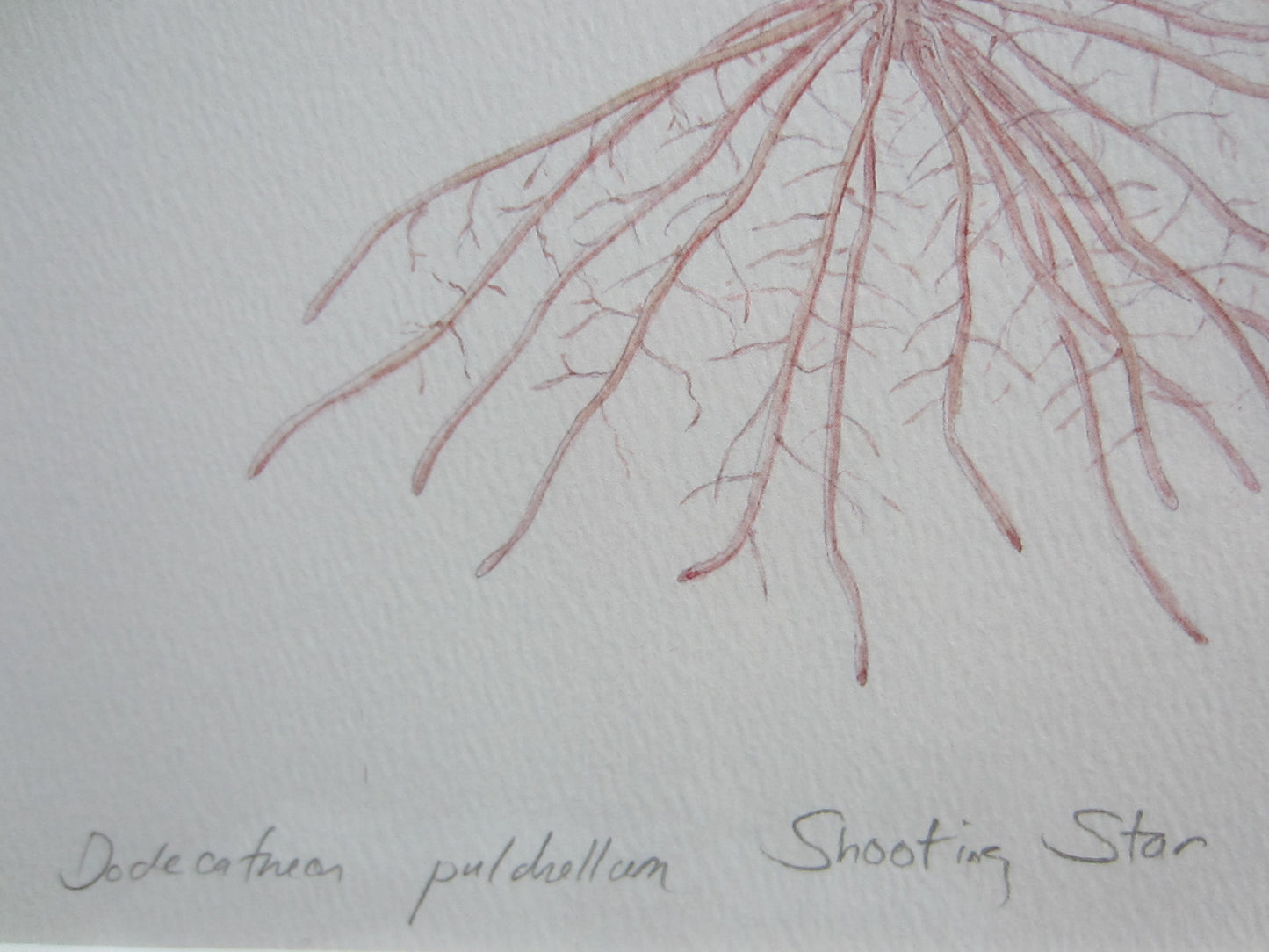 Still Life Botanical Illustration The Shooting Star Decorative Art