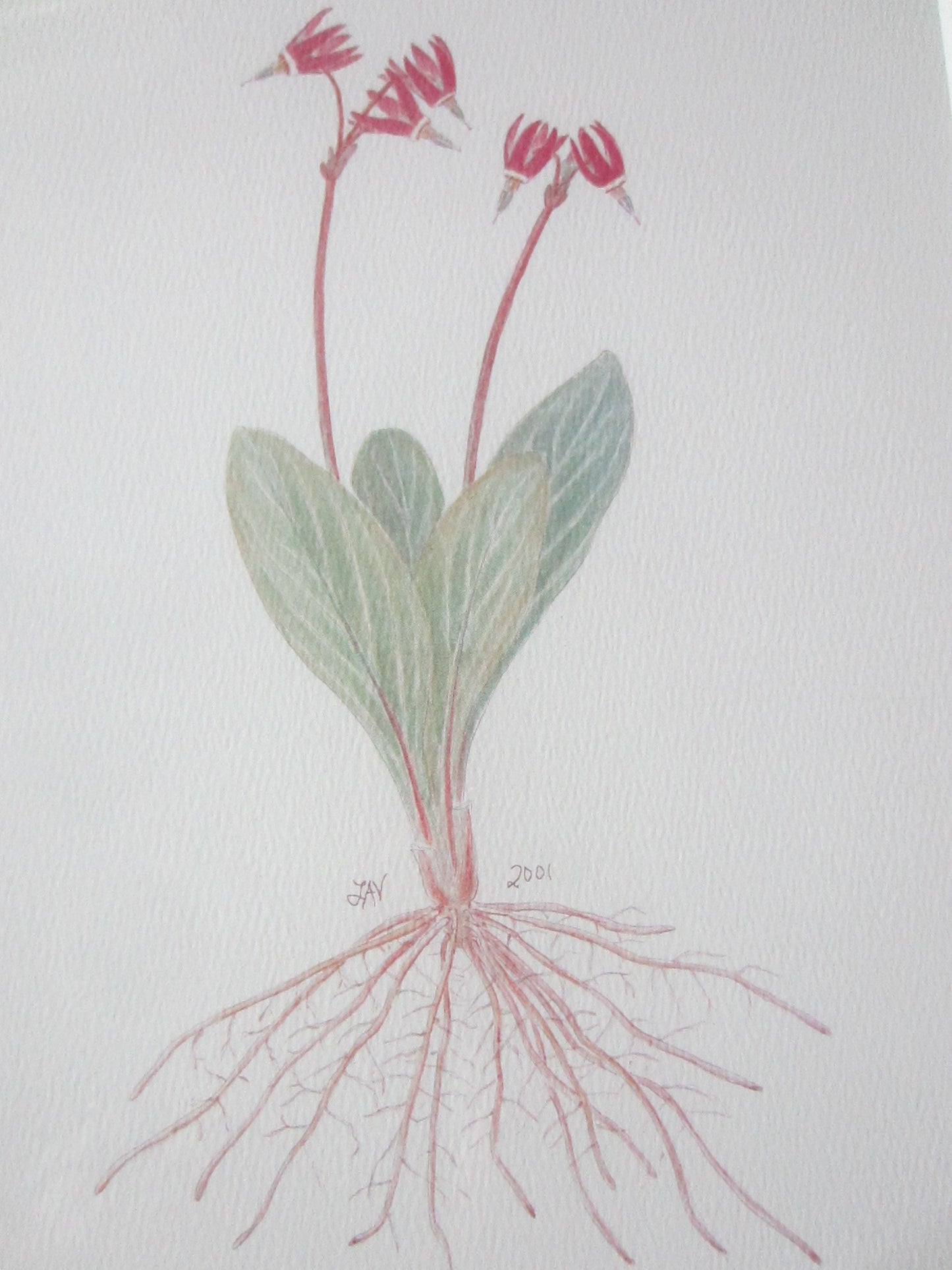 Still Life Botanical Illustration The Shooting Star Decorative Art