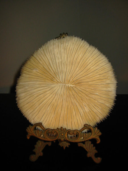 Oceanic White Natural Sea Coral Decorative Dried Sponge - Designer Unique Finds 