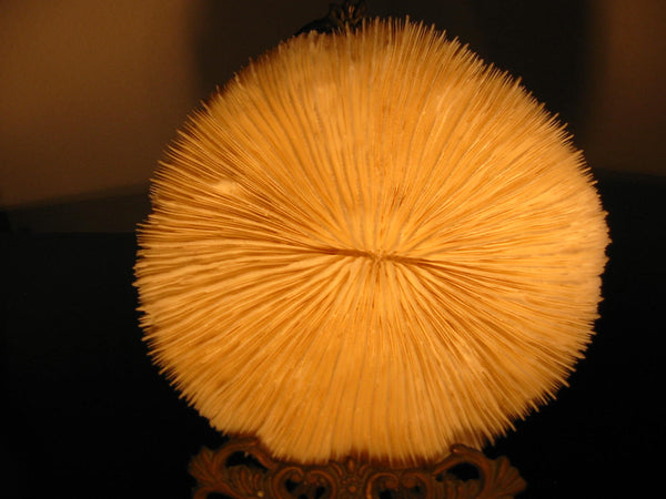 Oceanic White Natural Sea Coral Decorative Dried Sponge - Designer Unique Finds 