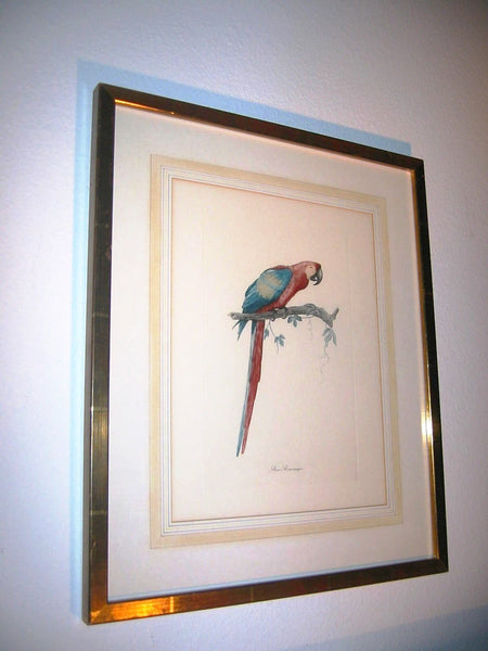 Ara Aracanga Parrot Botanical Art Scripted Contemporary Frame - Designer Unique Finds  - 3