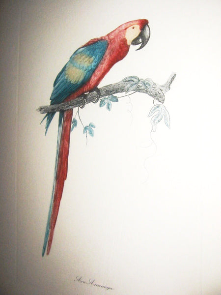 Ara Aracanga Cuban Bird Lithograph Botanical Art - Designer Unique Finds 
 - 1