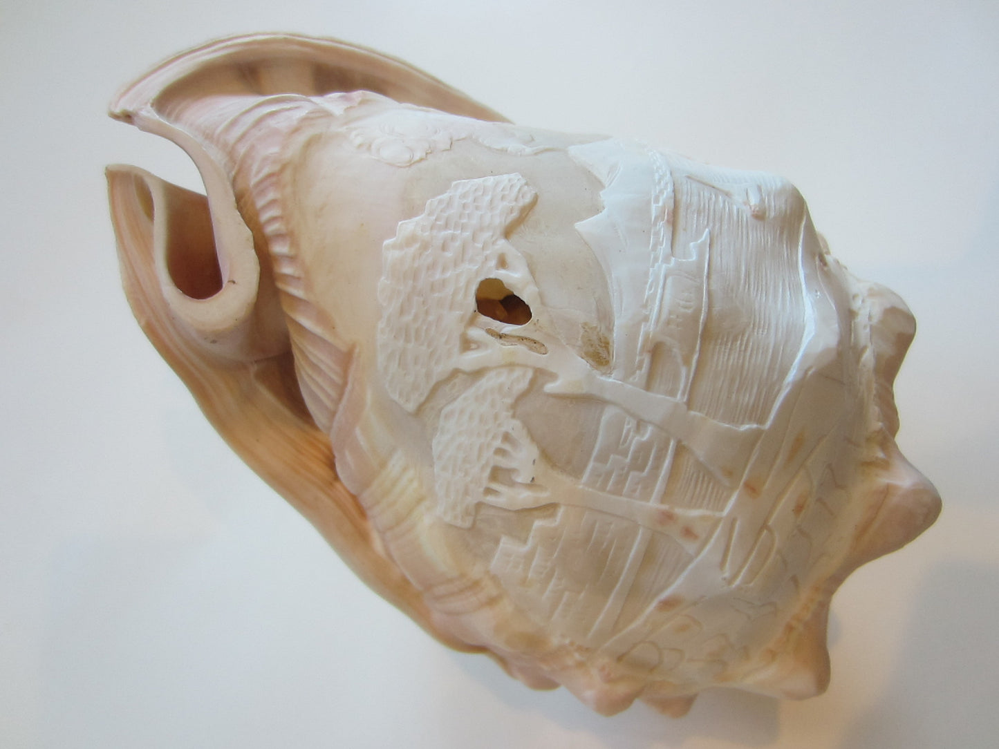 Nautical Seashell Natural Conch Sculpture Oceanic Decoration