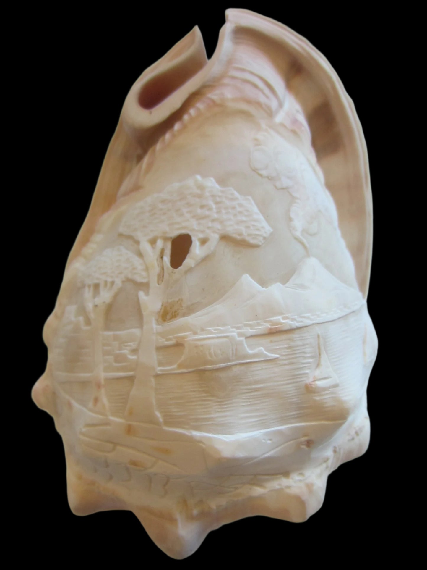 Nautical Seashell Natural Conch Sculpture  Oceanic  Relief 