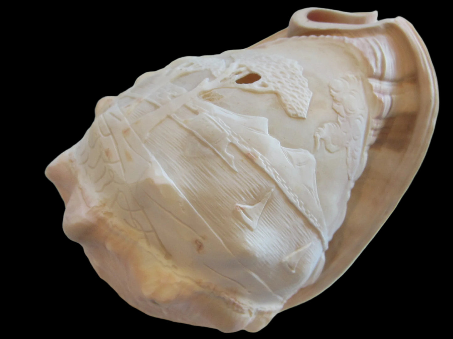 Nautical Seashell Natural Conch Sculpture  Oceanic  Relief 