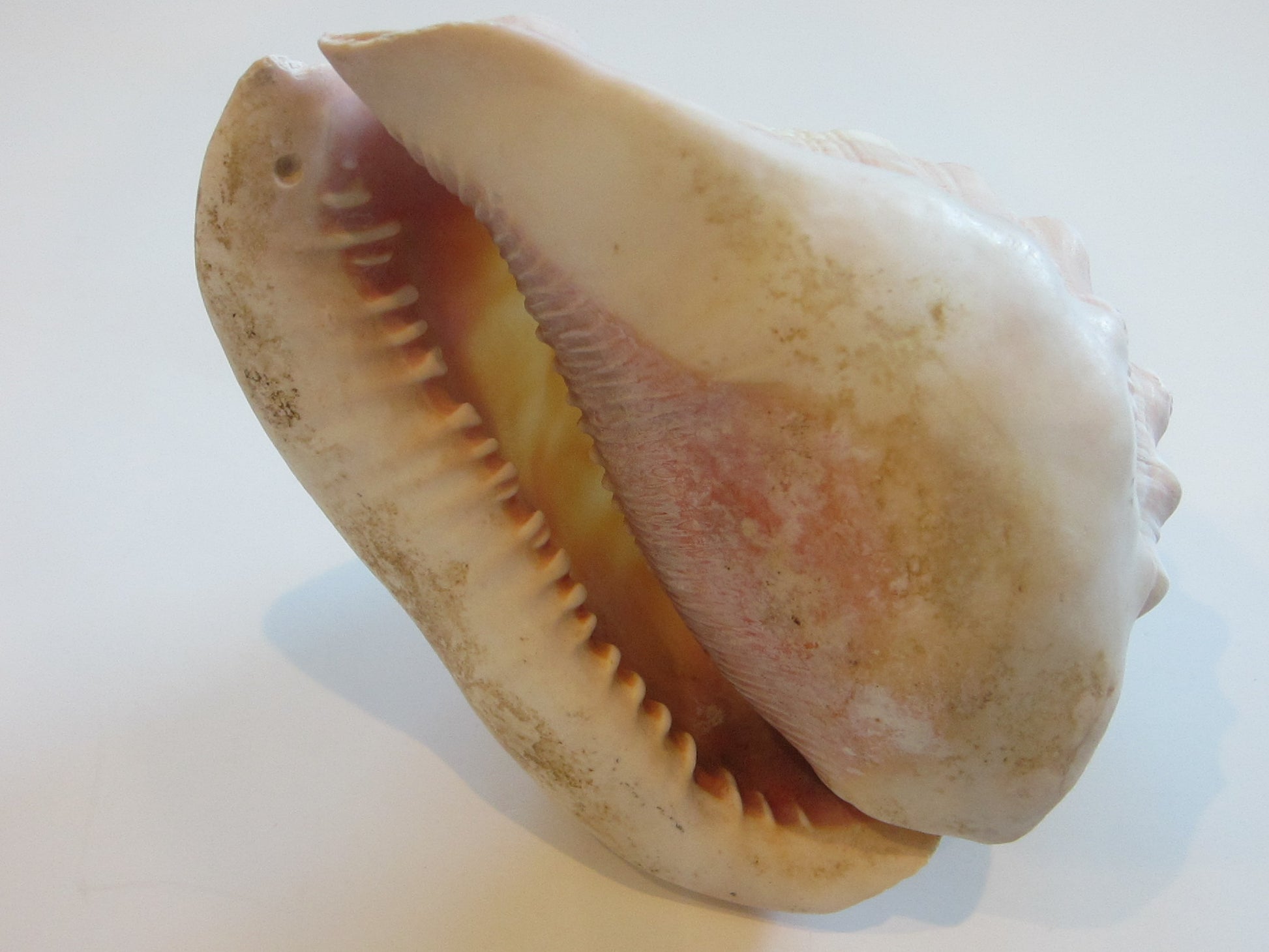 Nautical Seashell Natural Conch Sculpture  Oceanic  R