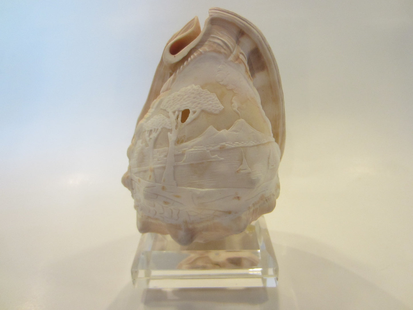 Nautical Seashell Natural Conch Sculpture  Oceanic  Relief 