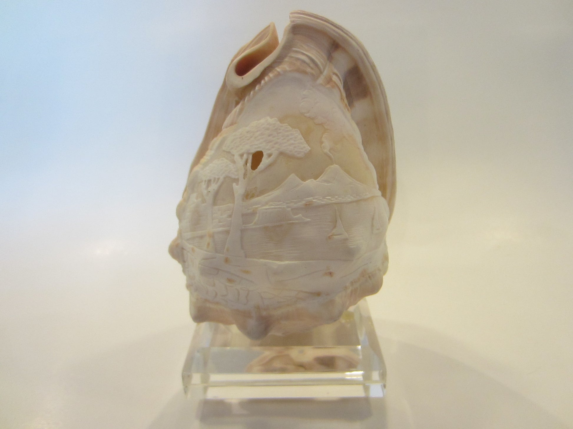 Nautical Seashell Natural Conch Sculpture  Oceanic  Relief 