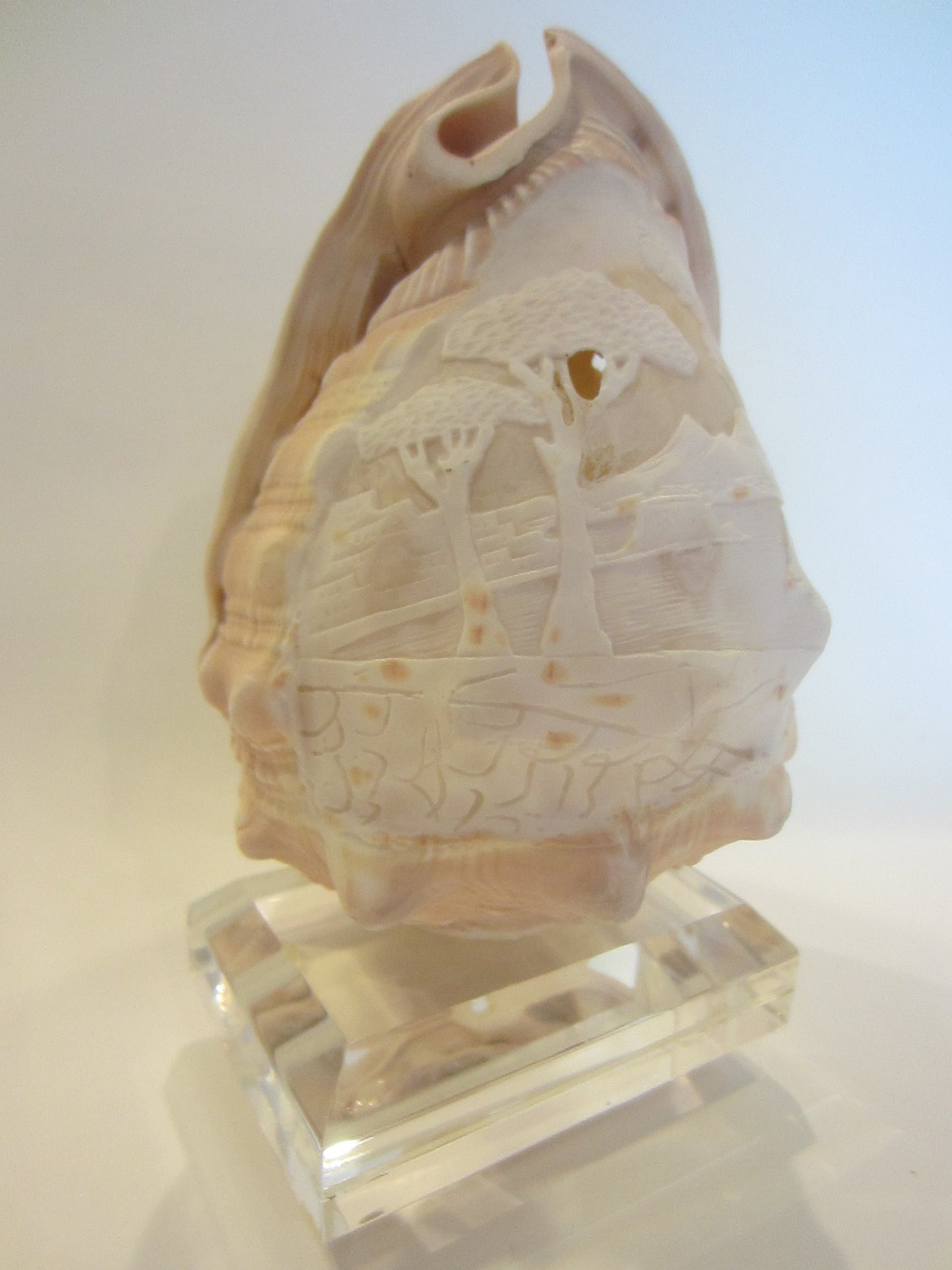 Nautical Seashell Natural Conch Sculpture Oceanic Decoration