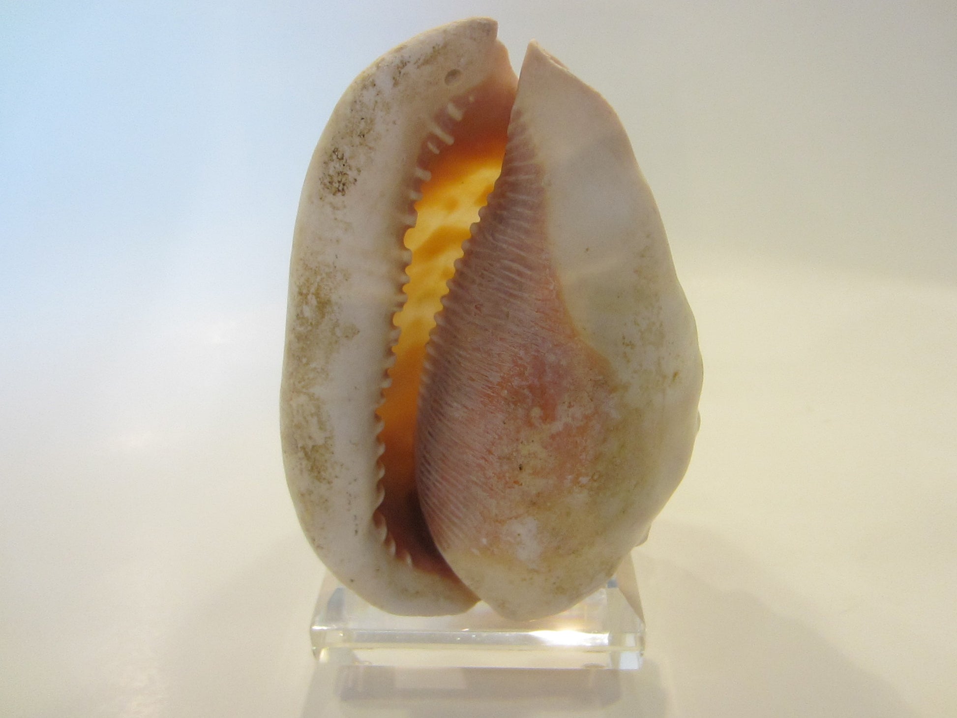 Nautical Seashell Natural Conch Sculpture  Oceanic  Relief 