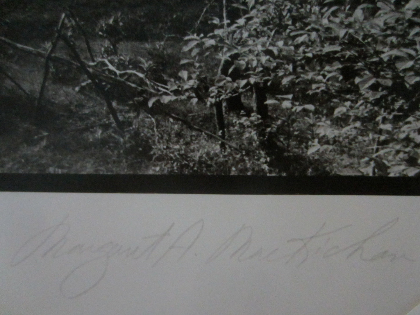 Margaret Mackichan Photograph Signed Titled Pasture Near Rose Bend