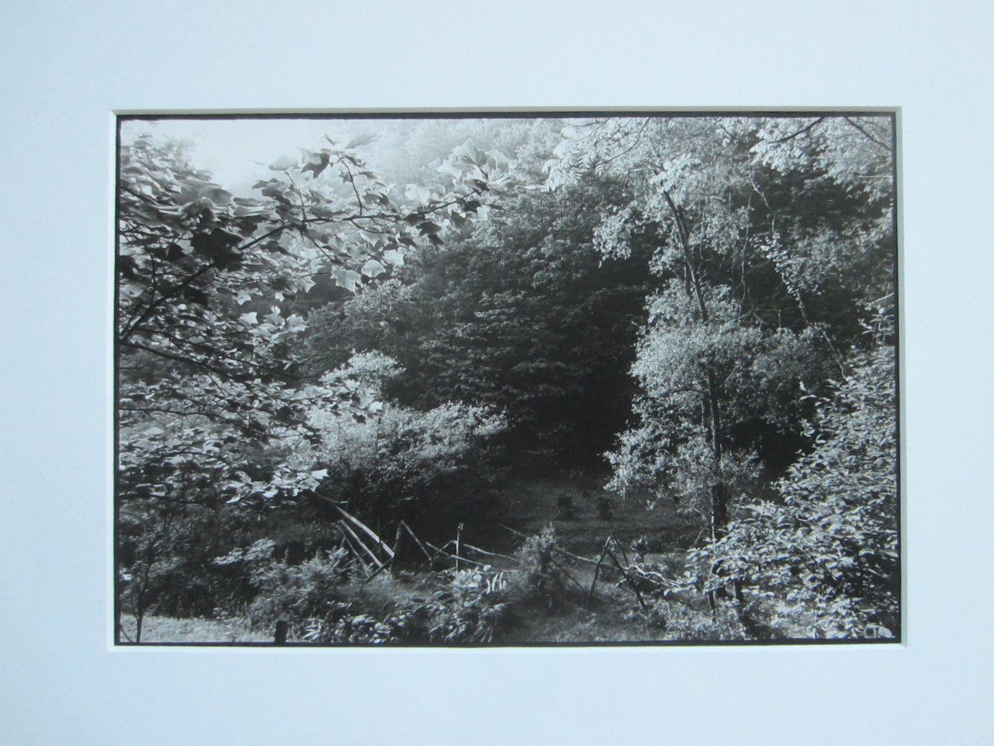 Margaret Mackichan Photograph Signed Titled Pasture Near Rose Bend