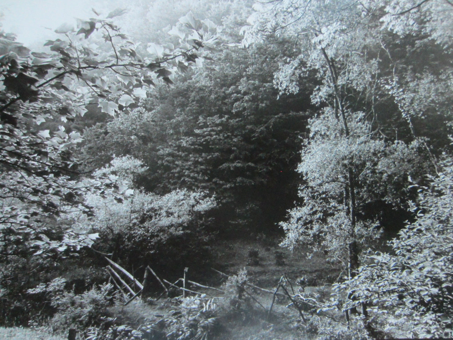 Margaret Mackichan Photograph Signed Titled Pasture Near Rose Bend