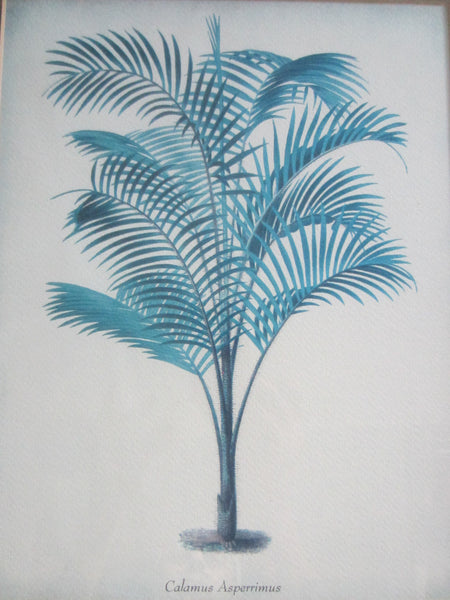 Blue Ferns Botanical Contemporary Framed Illustrations