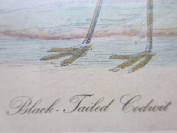 Birds Lithographs Hand Colored Black Tailed Codwit  Kentish Dottrel - Designer Unique Finds 