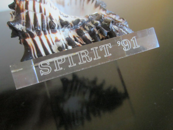 Seashell  Lucite Stand Nautical Paperweight Spirit 91 - Designer Unique Finds 