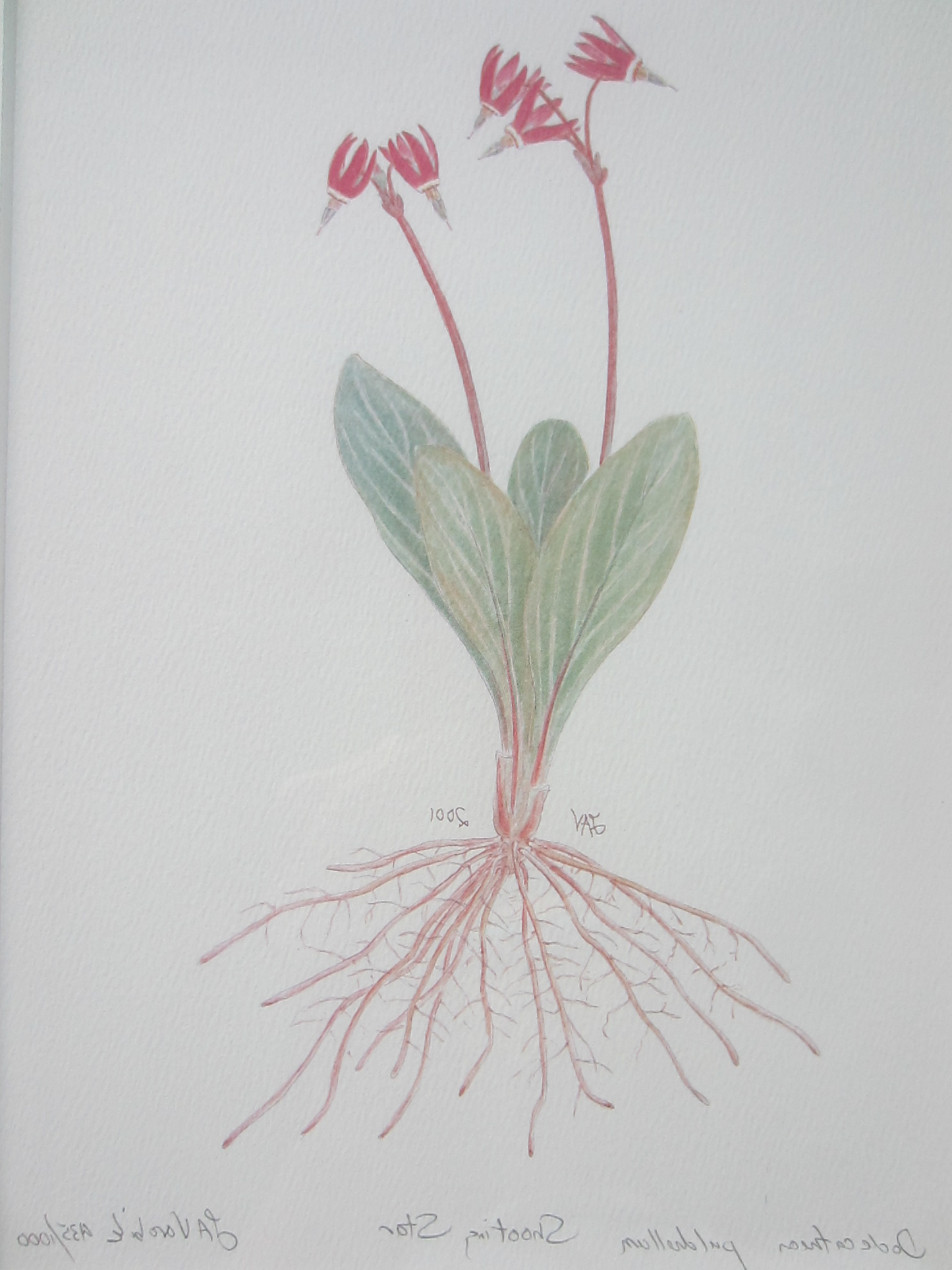 Still Life Botanical Illustration The Shooting Star Decorative Art
